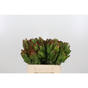 Leucadendron Saf Goldstrik