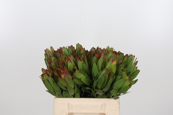 <h4>Leucadendron Saf Goldstrik</h4>