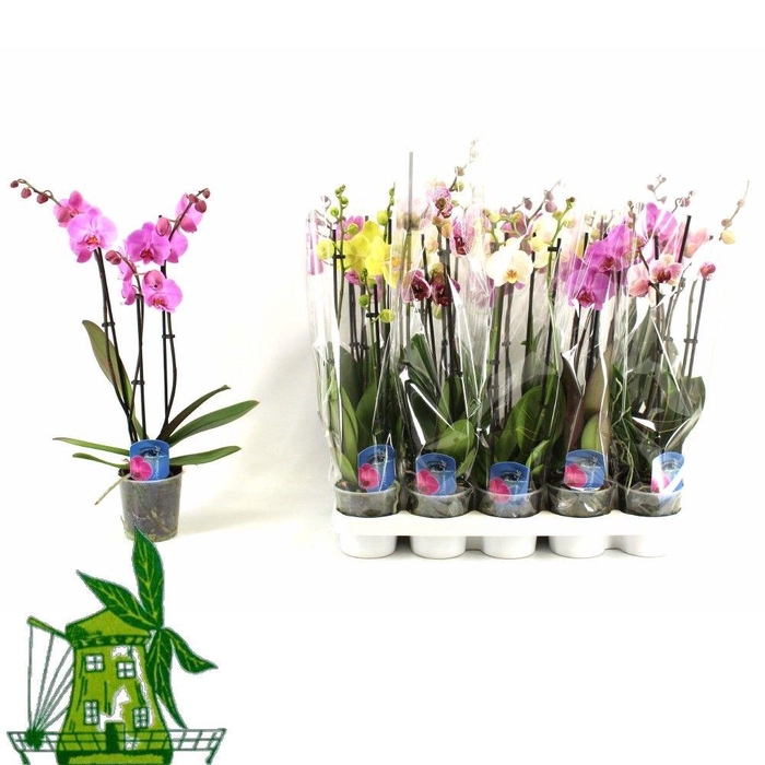 3 Tak Phalaenopsis MIX, 18+ Knop, 50 CM
