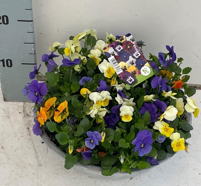 <h4>VIO CO SOR XP GEM</h4>