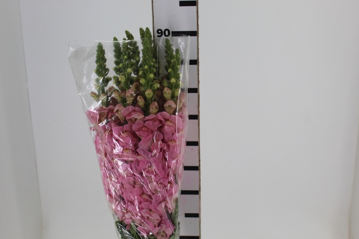 <h4>BOCA DE LEAO ROSA 070 CM</h4>
