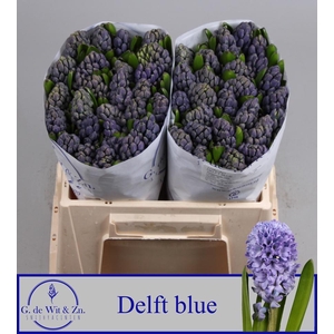 Hyac Delft Blue