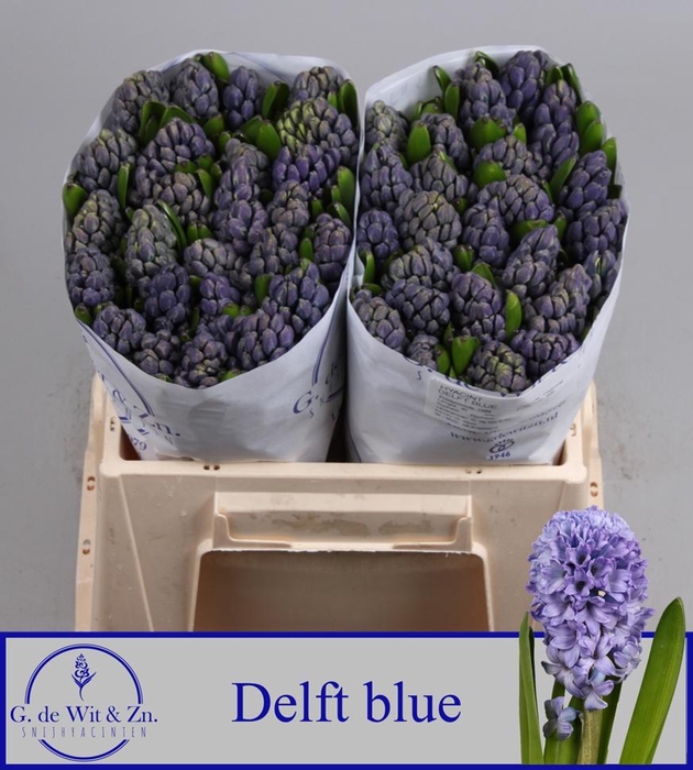 <h4>HYAC DELFT BLUE</h4>