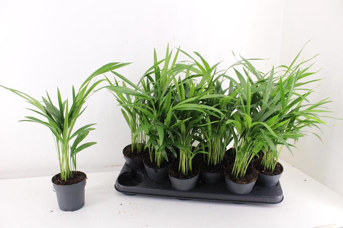 <h4>DYPSIS LUTESCENS</h4>