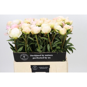 Paeonia In Full Sail