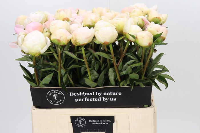 Paeonia In Full Sail