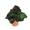 BEGONIA REX-HYBRID