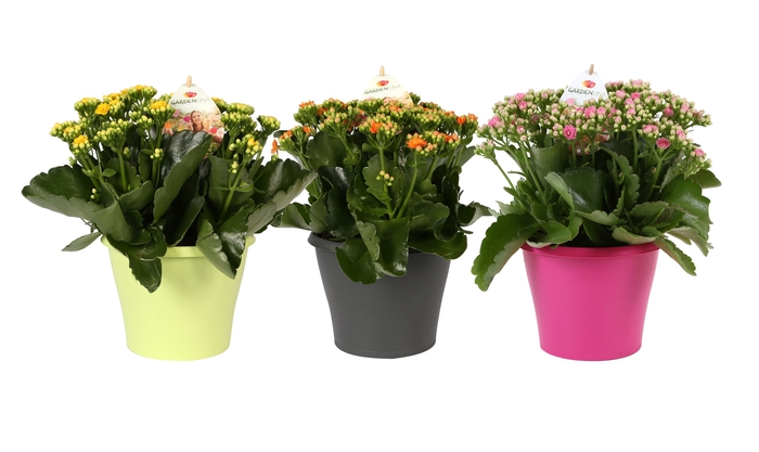 <h4>Kalan Gev Gardenlina Gemengd Plastic Pot</h4>