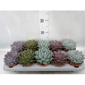 Echeveria   ...mix