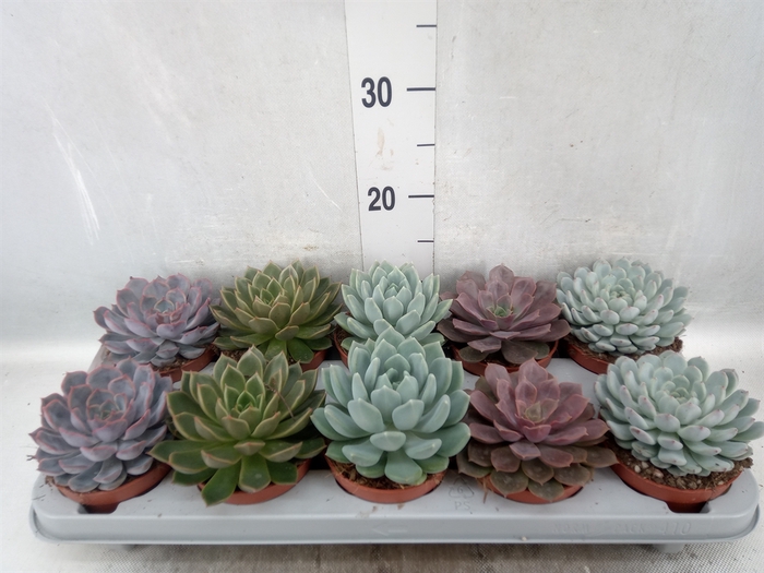 Echeveria   ...mix