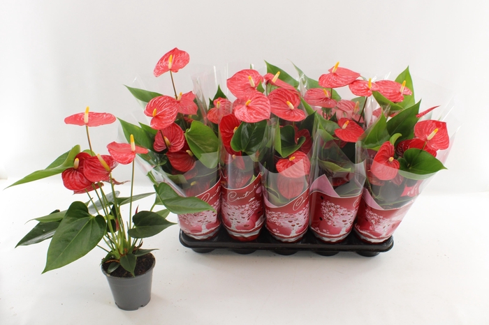 <h4>ANTHU AN ESUDO</h4>