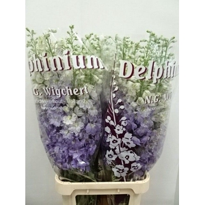 DELPH DU DEW IMPRESS