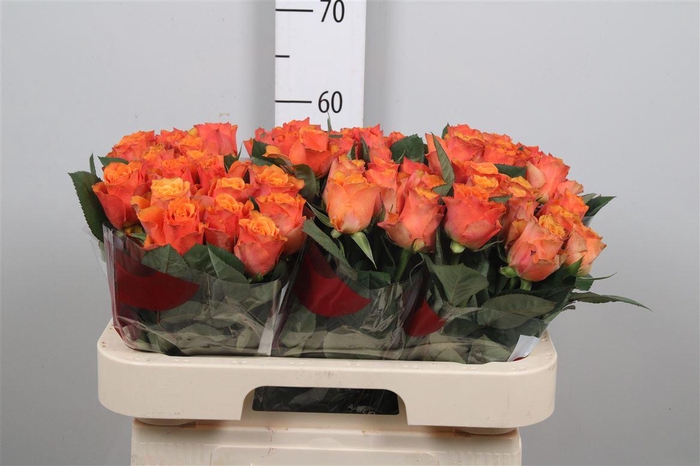 <h4>R Gr Arancio</h4>