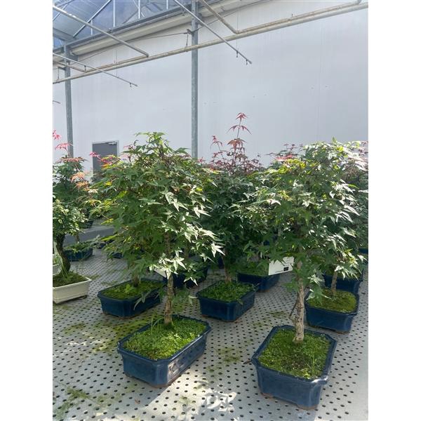 <h4>Acer palmatum Deshojo, 25 cm.</h4>