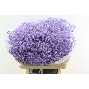 Gyps Grof Milka (dip)