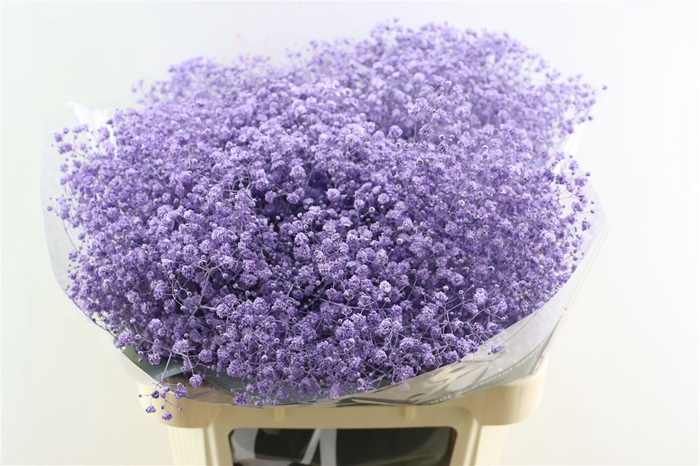 <h4>Gyps Grof Milka (dip)</h4>
