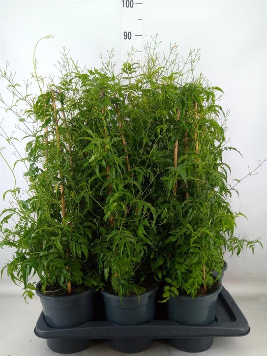 <h4>Jasminum polyanthum</h4>