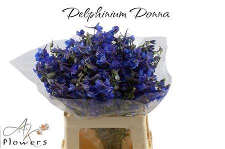 <h4>Delph En Donna</h4>