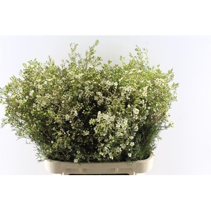 Chamelaucium Jupite Moon