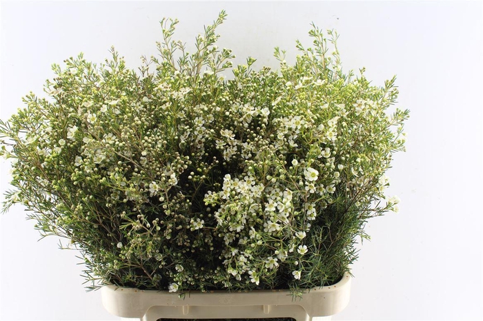 <h4>Chamelaucium Jupite Moon</h4>