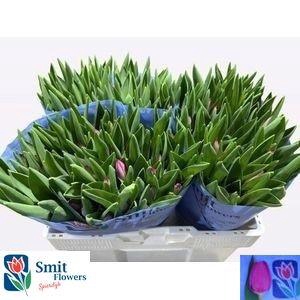 <h4>TU EN PINK ARDOUR</h4>