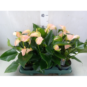 Anthurium andr. 'Joli Peach'