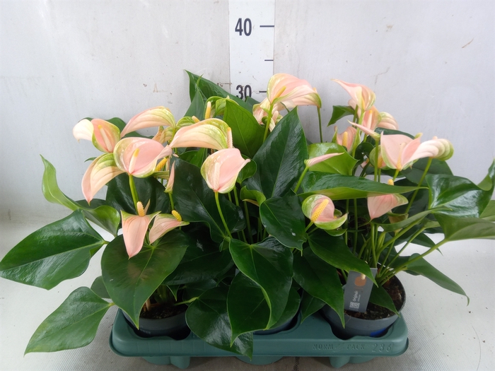 <h4>Anthurium andr. 'Joli Peach'</h4>