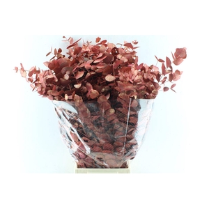 Euca Cinerea Metal Antique