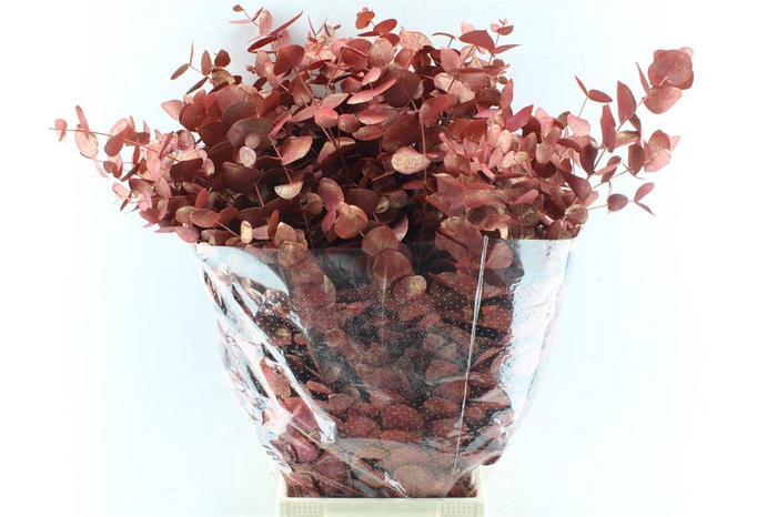 <h4>Euca Cinerea Metal Antique</h4>