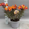 Alstroemeria 'Indian Summer' C5