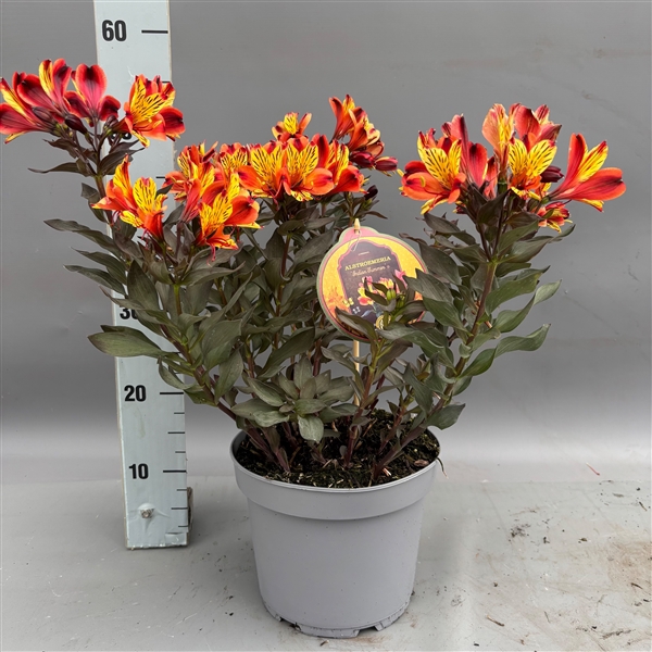 Alstroemeria 'Indian Summer' C5