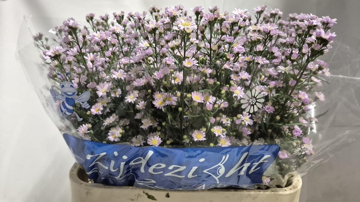 <h4>AST CLAUDIA</h4>