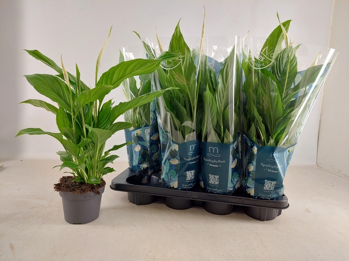 <h4>SPATH STRAUSS</h4>