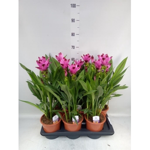 Curcuma alism. 'Siam Splash'