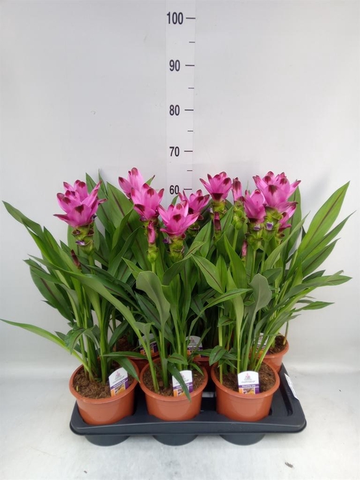 <h4>Curcuma alism. 'Siam Splash'</h4>