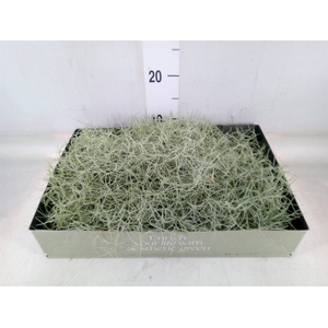 Tillandsia usneoides