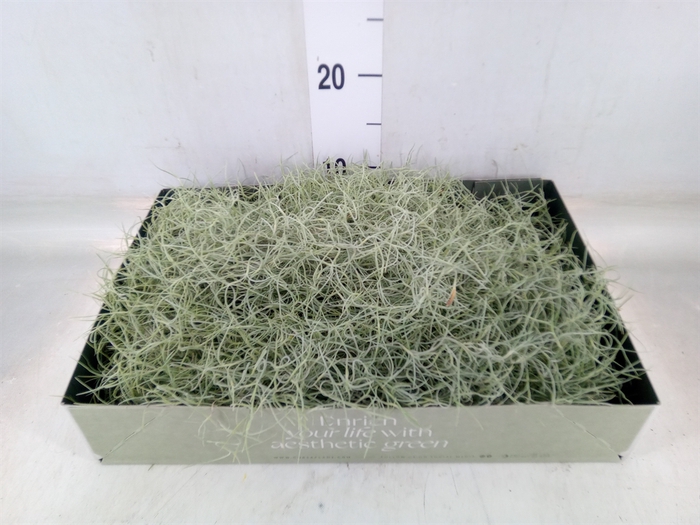 <h4>Tillandsia usneoides</h4>