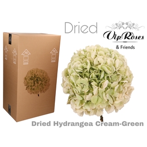 DRIED HYDRANGEA CREAM-GREEN