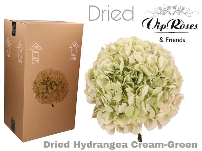 DRIED HYDRANGEA CREAM-GREEN