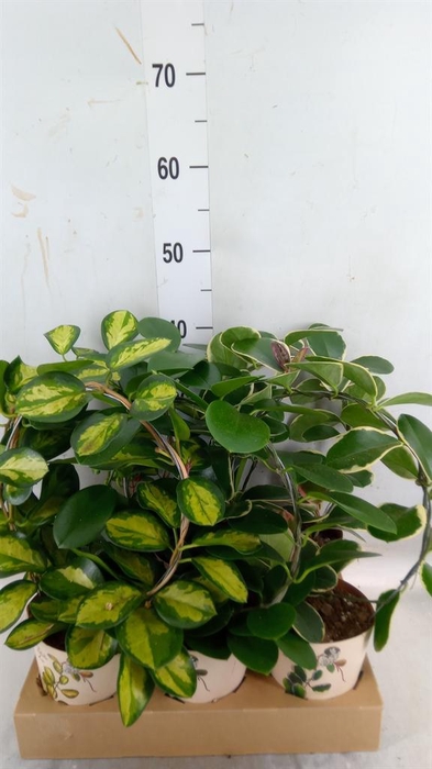 <h4>Hoya   ...mix</h4>