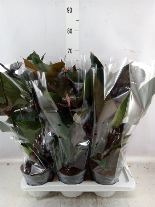 <h4>Anthurium  'Black Love'</h4>