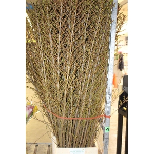 Forsythia I Spectabilis