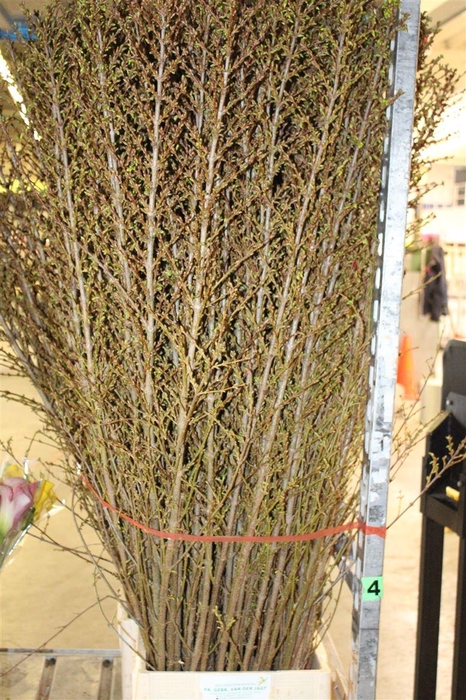 <h4>Forsythia I Spectabilis</h4>