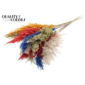 Pampas Grass 70cm 10st/bunch Colourful 6