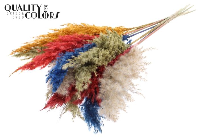 <h4>Pampas Grass 70cm 10st/bunch Colourful 6</h4>