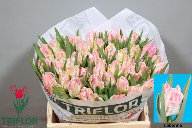 <h4>TU PA CABANNA</h4>