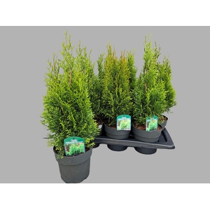 Thuja occidentalis 'Smaragd'