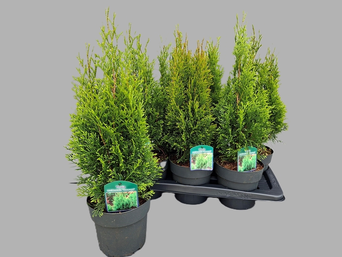 <h4>Thuja occidentalis 'Smaragd'</h4>
