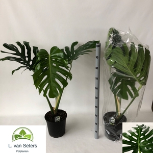 MONSTERA DELICIOSA