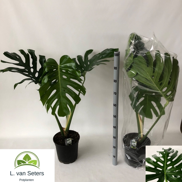 <h4>MONSTERA DELICIOSA</h4>